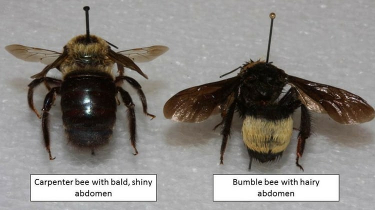 How to identify Carpenter Bees