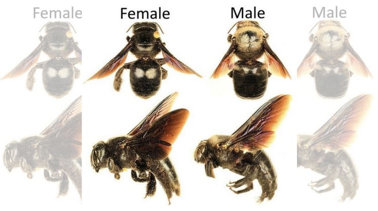 Identifying Male and Female Carpenter Bees