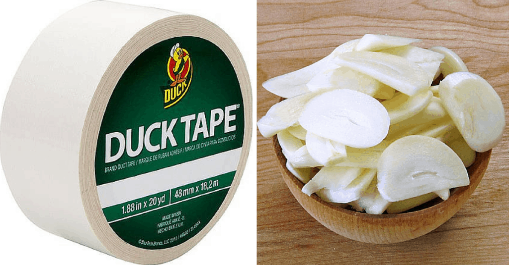 Garlic-Ducttype