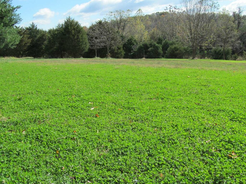 Velvet bucks feeding in white clover food plot in Virginia.