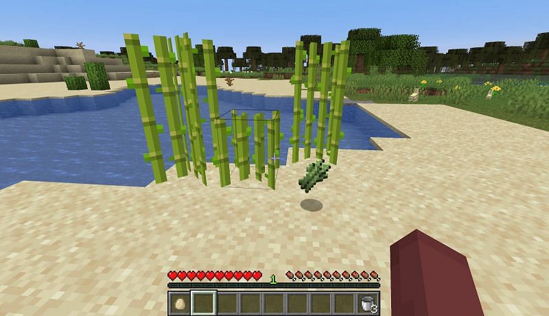 Sugarcane grows near water