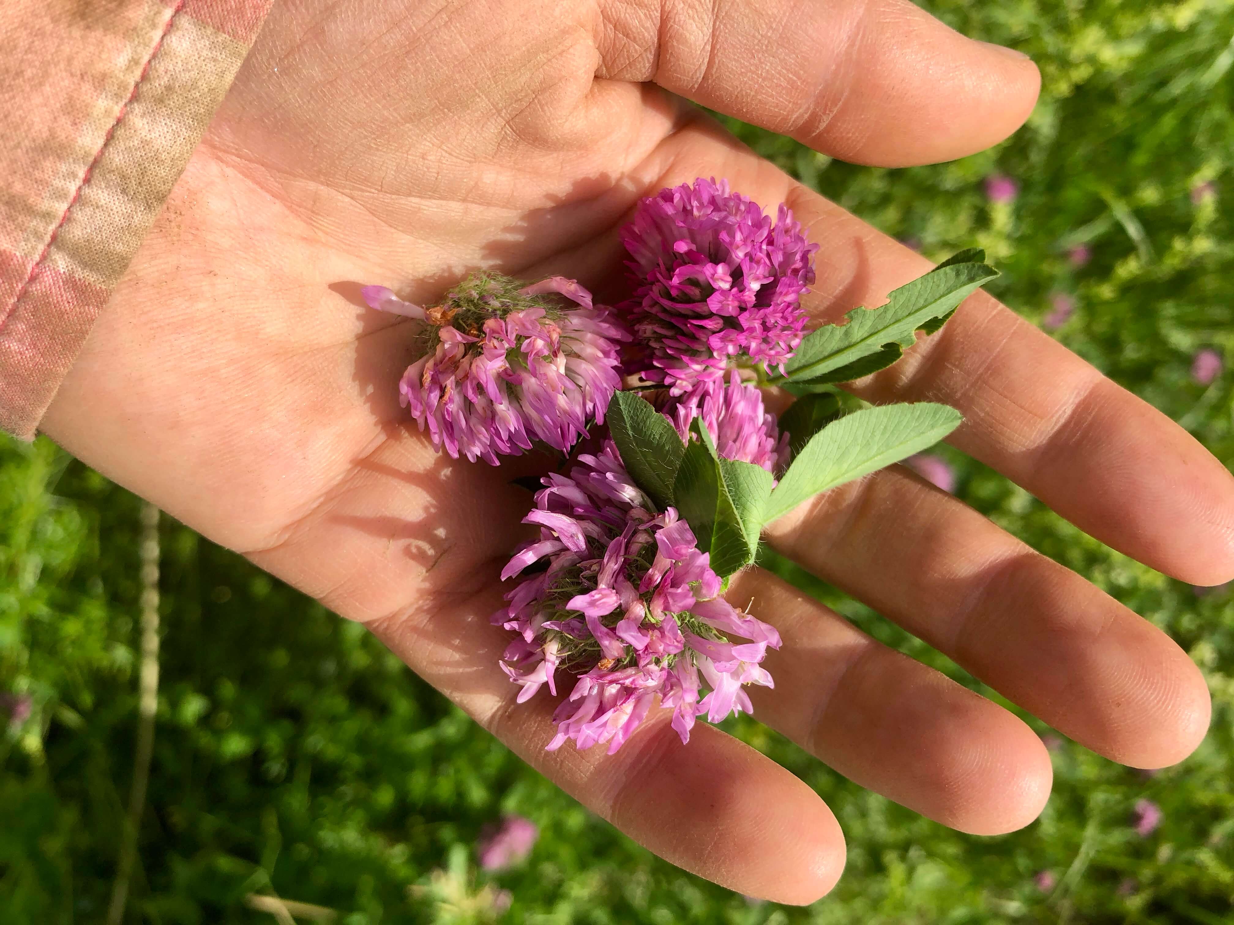 Harvest red clover to make red clover tea