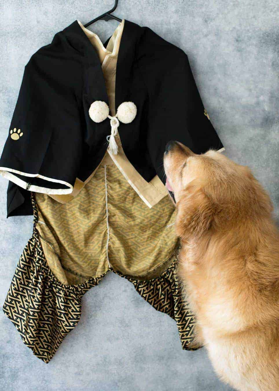 The golden retriever Dozer was scared looking at the dog's kimono