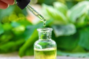 Step by step instructions to make tea tree oil at home