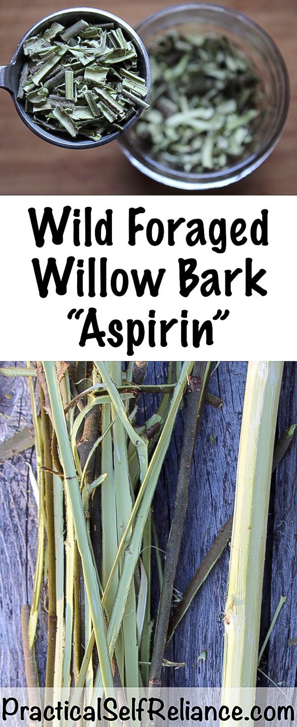 Searching for willow bark to make medicine ~ Natural wild aspirin # fruit # peach fruit # fruit # peach tree # cannibal # footballist # anthropomorphism # farm # feed farming # foraging # craft production # peach trees # natural # natural #homestead