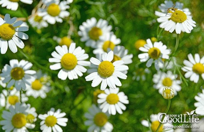 Growing chrysanthemums for tea is very easy. Chamomile grows best in a sunny spot but can tolerate some shade. It is drought tolerant and trouble free.