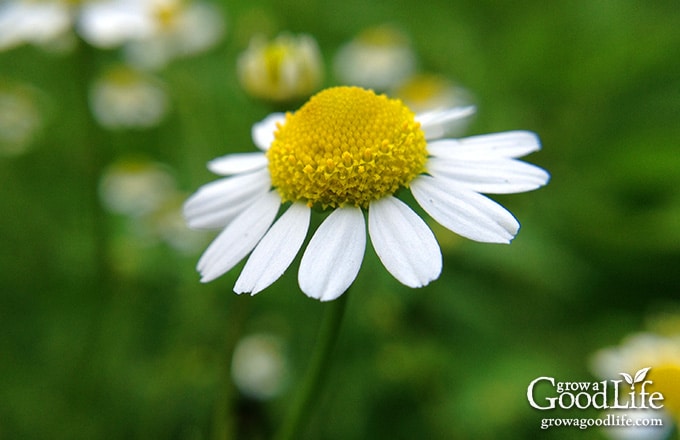 Growing chrysanthemums for tea is very easy. Chamomile grows best in a sunny spot but can tolerate some shade. It is drought tolerant and trouble free.