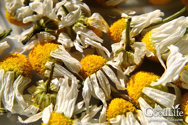 After the herbs are completely dry and crispy, remove the leaves from the stem and store them loosely in a clean glass jar or container with a tight-fitting lid. To preserve the flavor and potency of herbs, do not crush or crush them before use.