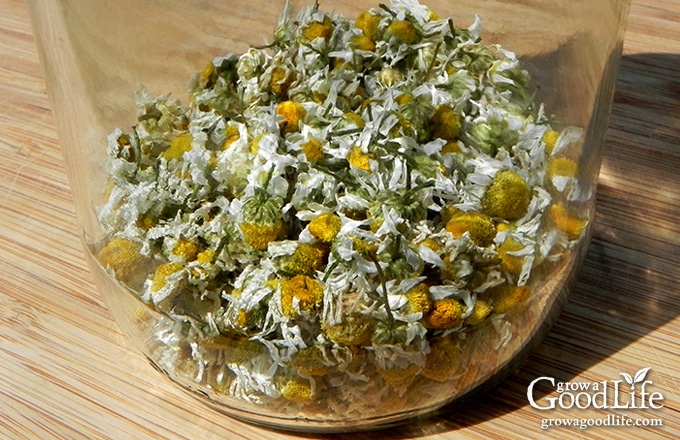 Growing chrysanthemums for tea is very easy. Chamomile grows best in a sunny spot but can tolerate some shade. It is drought tolerant and trouble free.