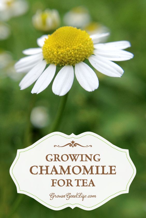 Growing chrysanthemums for tea is very easy. Chamomile grows best in a sunny spot but can tolerate some shade. Once the tree is established, it is drought tolerant and trouble free.