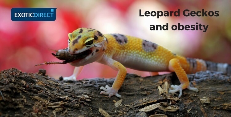 gecko eats