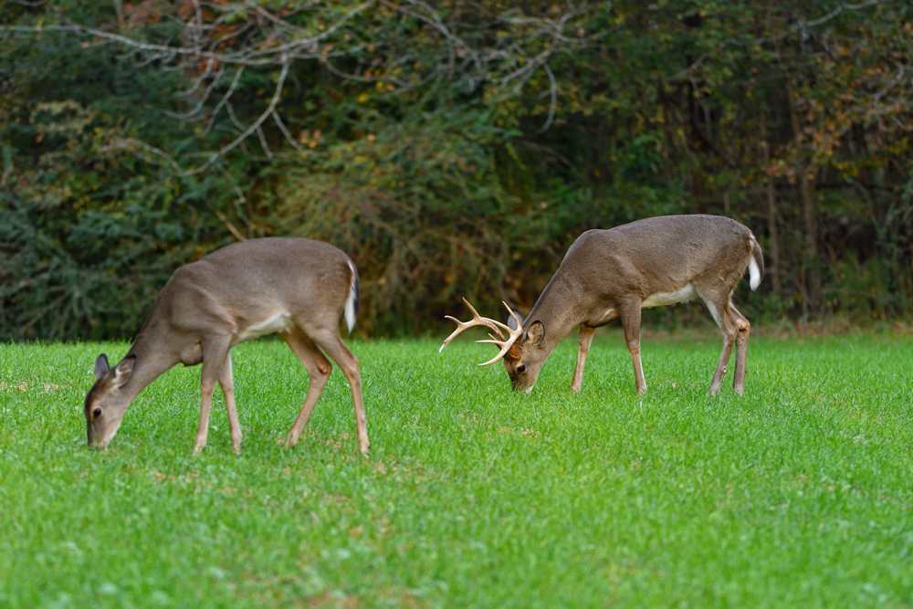 Deer eating cereal grains