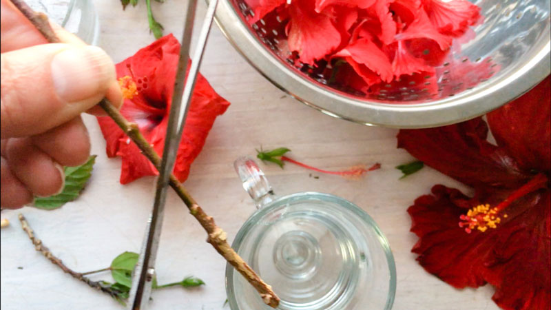 hibiscus propagation