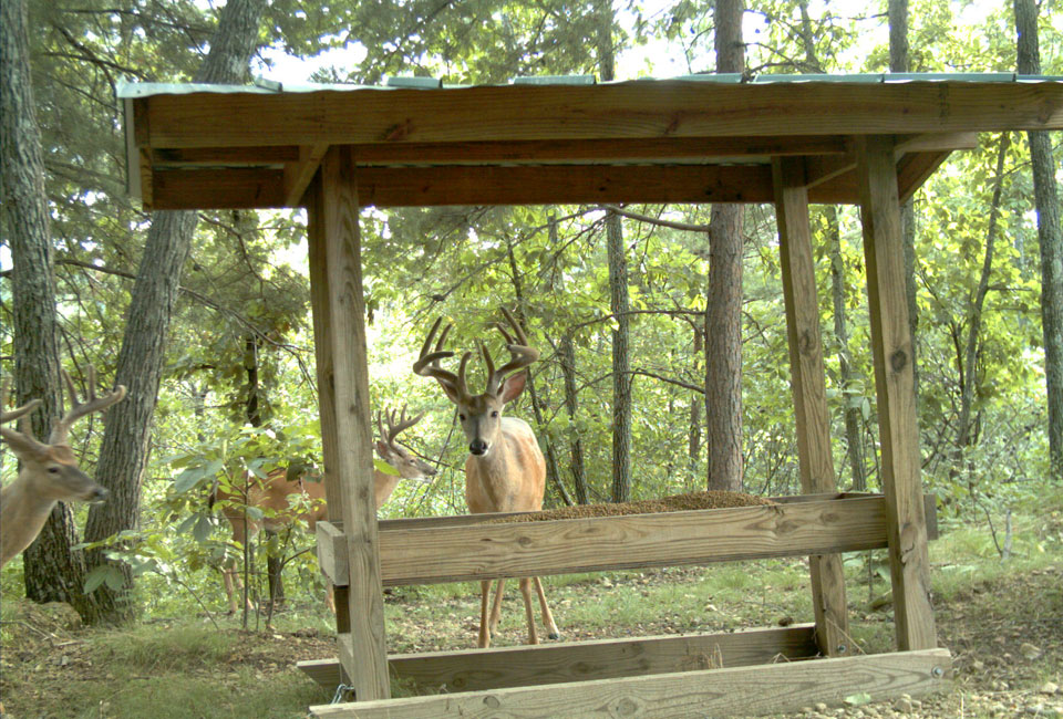 deer at home provide complementary food