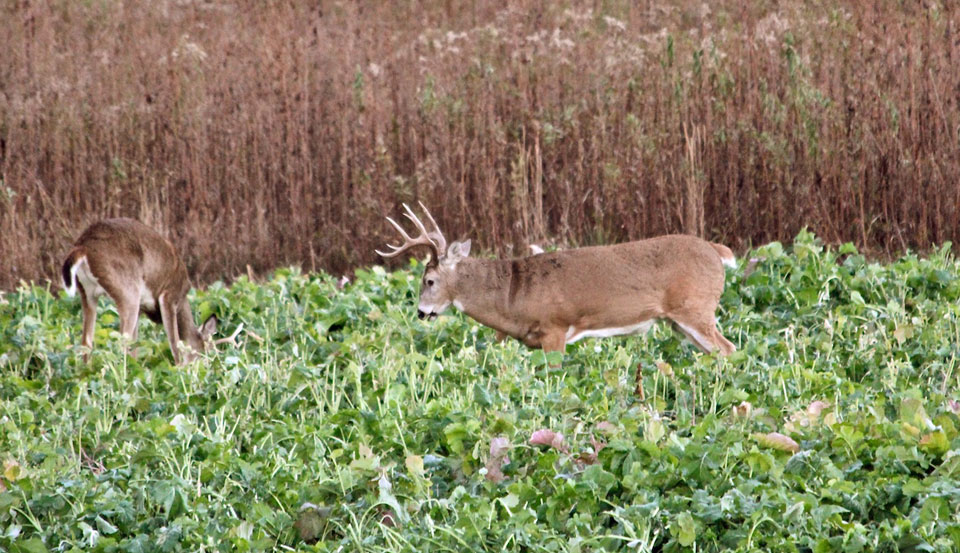 deer in brass plot