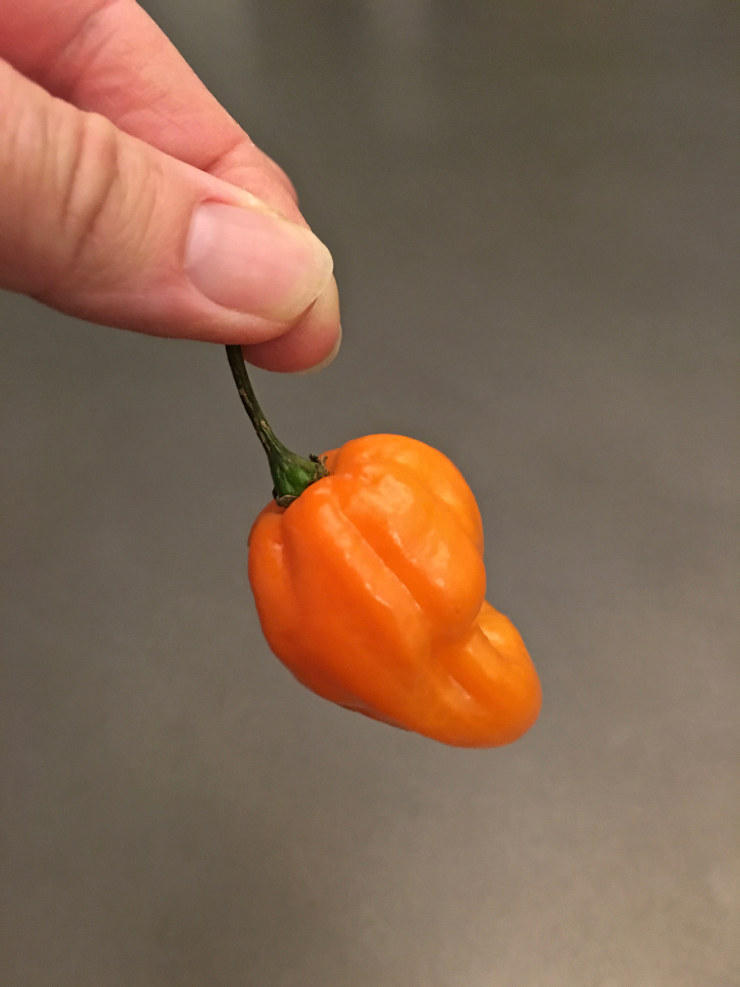 scotch bonnet