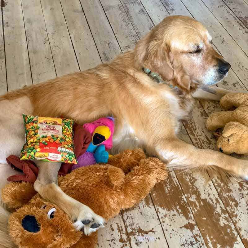 Golden retriever Dozer has a frozen leg - and hates it.