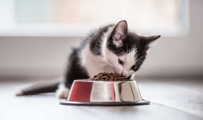 little-kitten-with-a-bowl-of-granules_Marian-Weyo_shutterstock