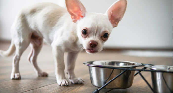 White Chihuahua in the food bowl
