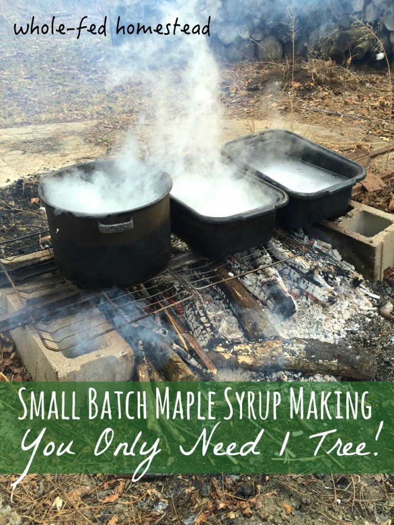 Quinn helps make maple: Small Batch Maple Syrup-Making: You Only Need 1 Tree! How to make maple syrup at home without sugar maples. Whole-Fed Homestead