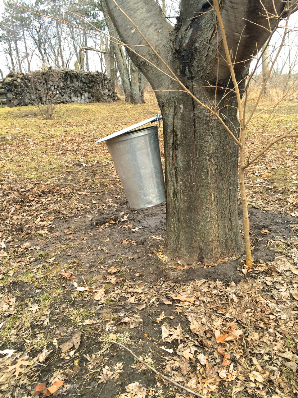 Maple sap syrup collection kit