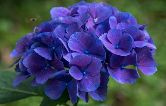 A closeup of hydrangea surrounded by greenery under the sunlight with a blurry background