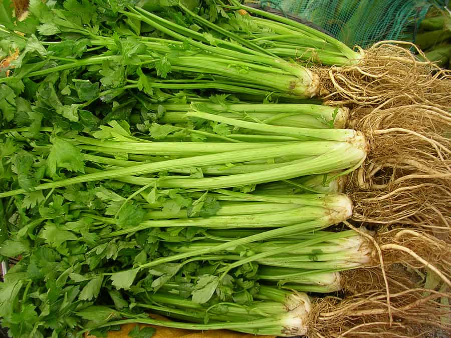 Harvest celery