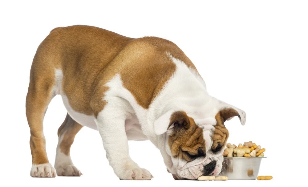 English bulldog puppy eating