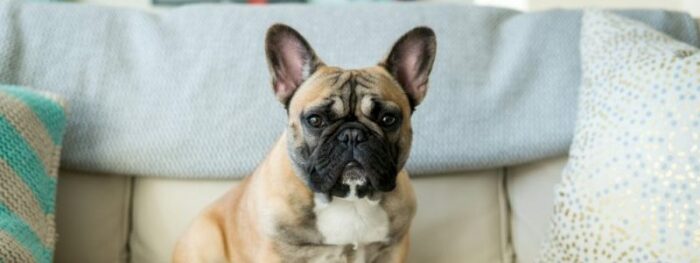 Best food for french bulldog