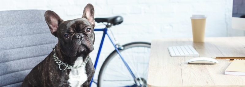 Best food for french bulldog