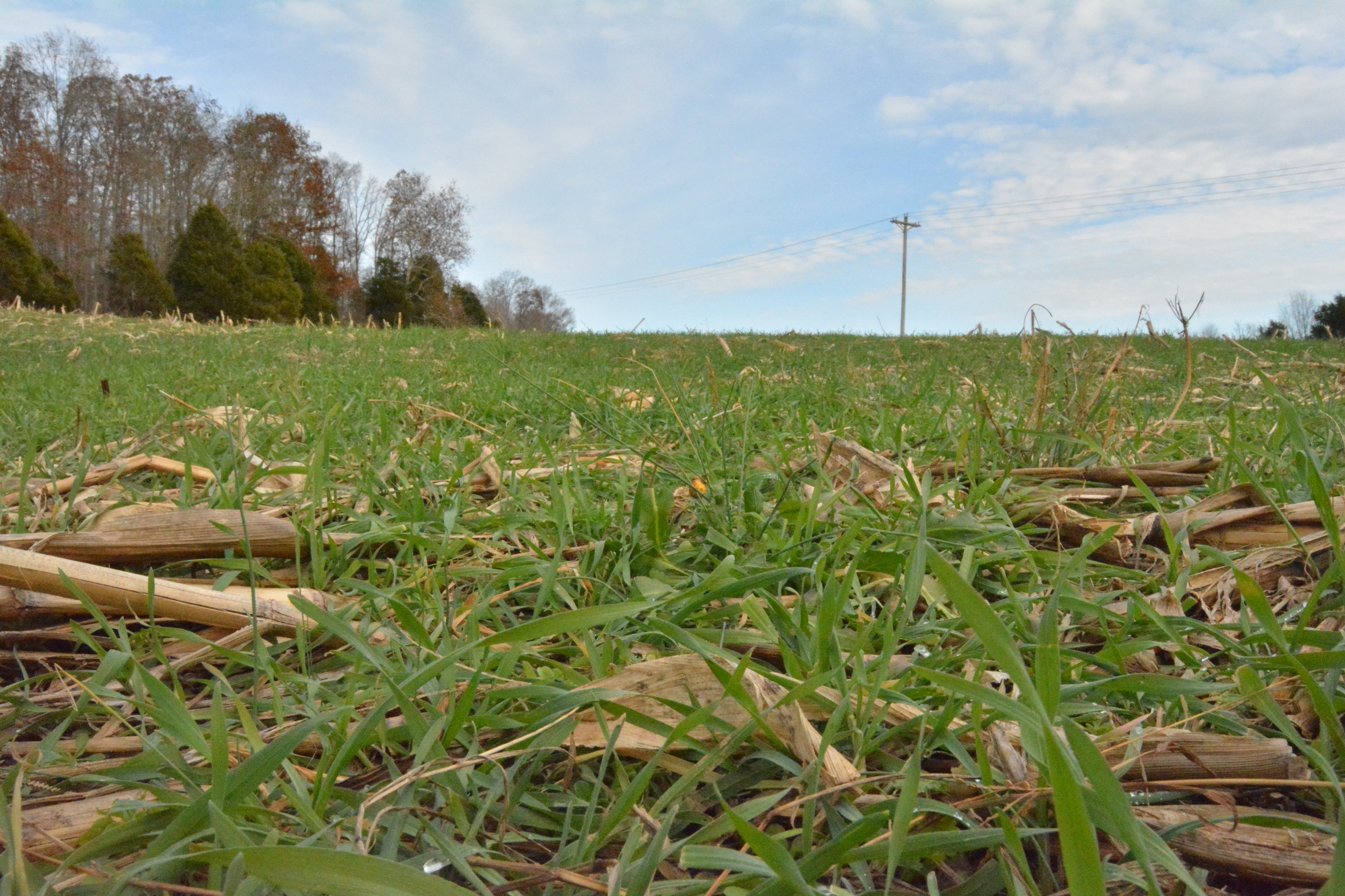 The best batch of food for deer in the fall