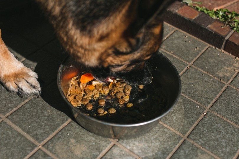 German shepherd eats dog bowl