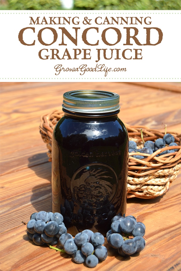 Learn how to make and store your own Concord grape juice at home! You control the additives and sugar.