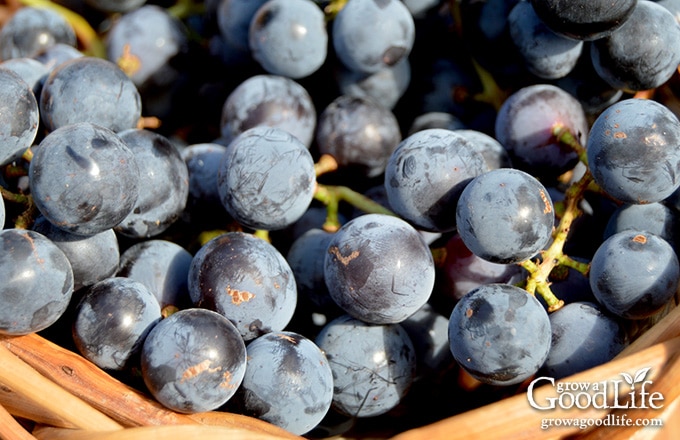 Learn how to make and store your own Concord grape juice at home! You control the additives and sugar.