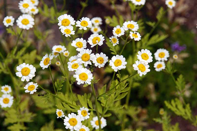 Close-up of a feverish plant, in full bloom with white and yellow flowers growing in the garden in the gentle sunlight.