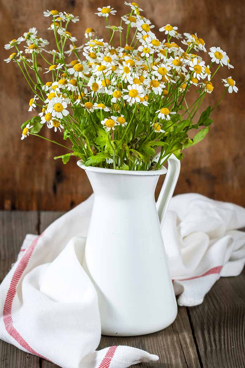 Freshly cut Tanacetum parthenium flowers, with white petals and yellow centers in a white vase on a wooden surface. A white cloth with red stripes is covered around the vase and a soft wood background is used.