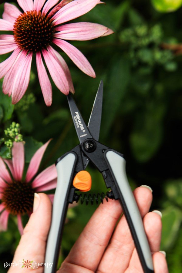 Harvest Echinacea flowers with Fiskars SoftGrip® Micro-Tip® Pruning Snips