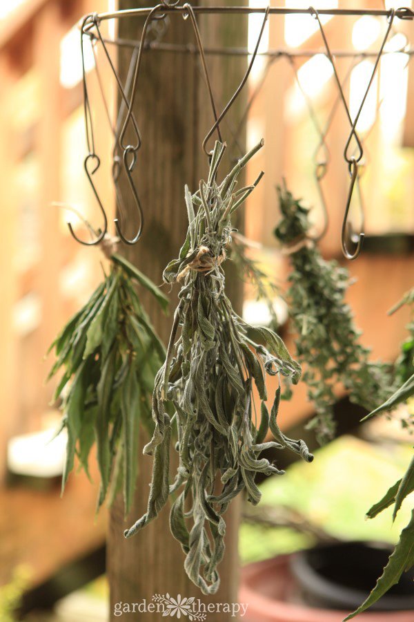 Dried sage on an outdoor herb rack