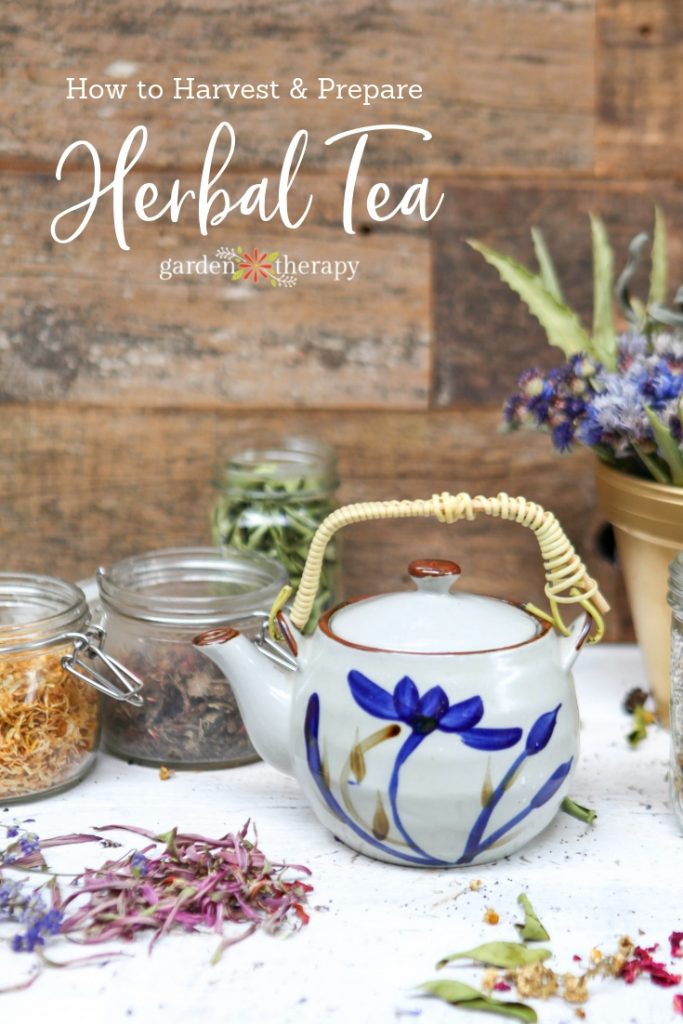 Tea pot and pot of traditional medicine with copy "How to harvest and prepare herbal tea"