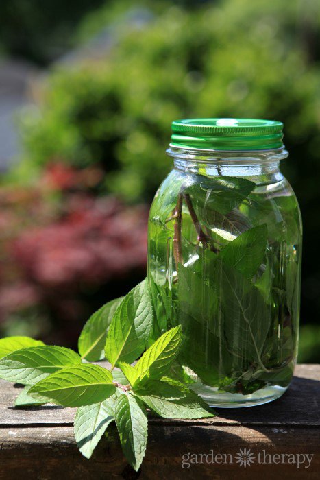 How to dry herbs to make tea