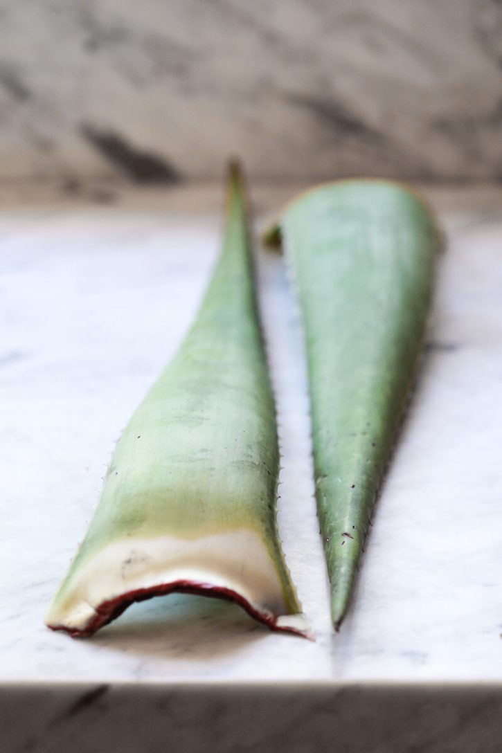 Photo of two aloe vera leaves on a marble countertop. These leaves can be used to make aloe vera gel or juice.