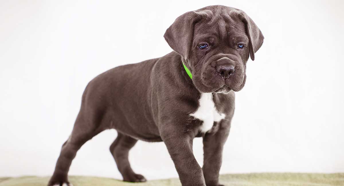 What is the best Cane Corso dog food?