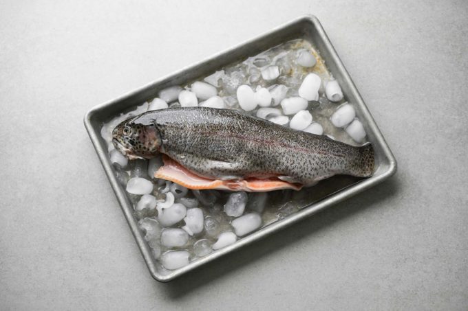 rainbow trout on ice tray