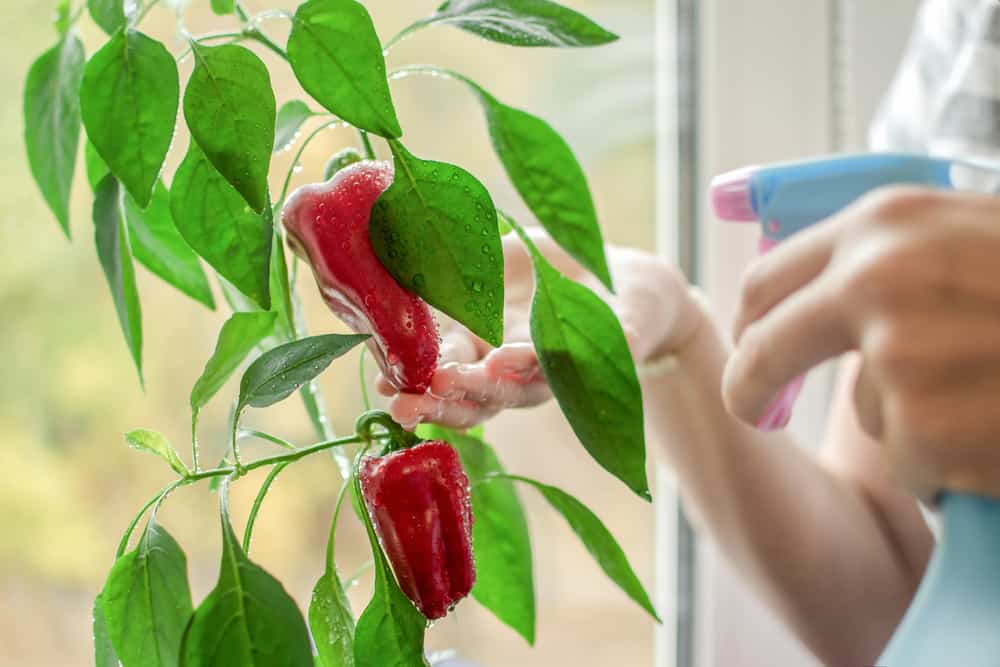 Potted chili on the windowsill