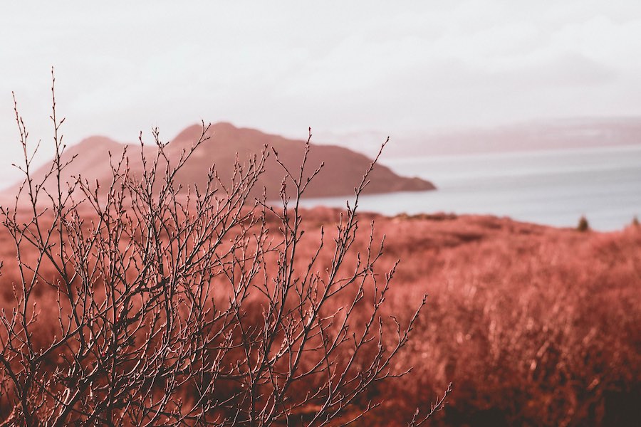 empty field branches in foreground