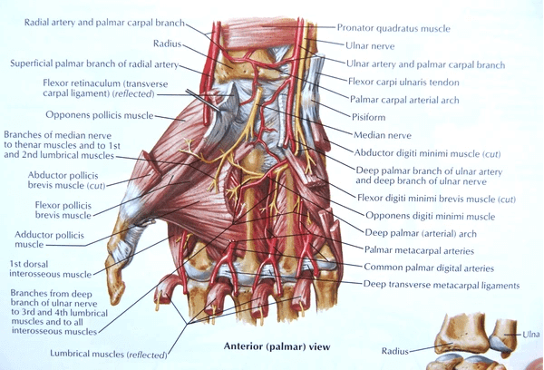 Types of hand wraps in Muay Thai: Different wraps, how to wrap them and why hand wrapping is important