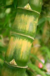 Bamboo fountain