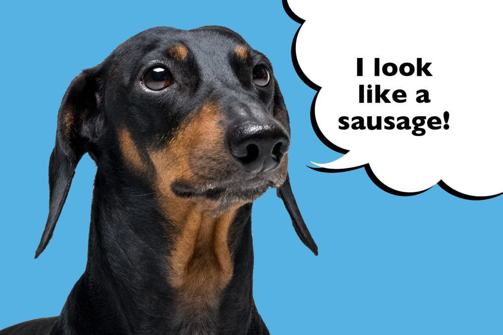 Dachshund is nicknamed the hot dog