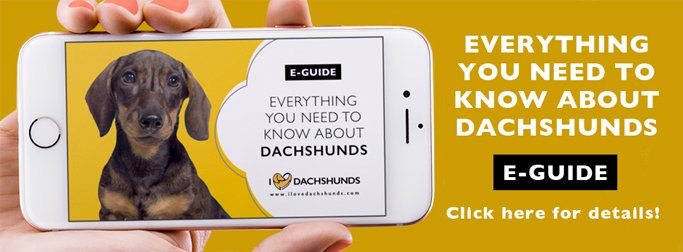 Guide Dachshund AD