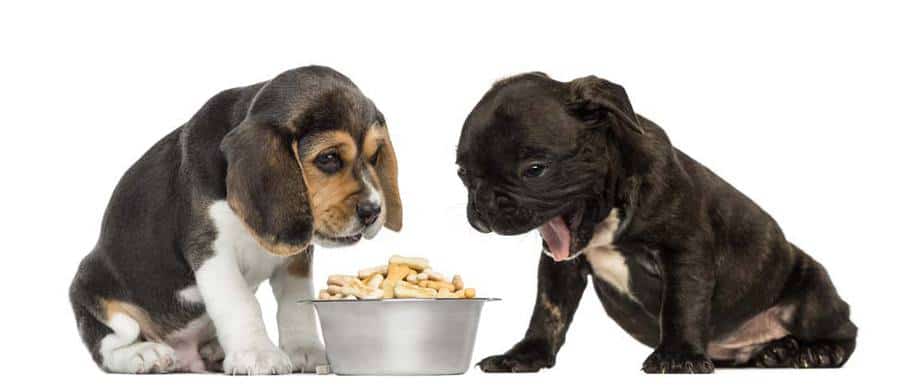 My Puppies Are Always Hungry: To Continue Feeding Or Not?